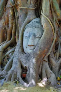 Maha: The head and face of Buddha in the roots of a Bodhi tree in Wat Mahathat
