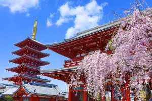 Tree: Hozomon, the inner gate, and the five storey pagoda with cherry blossom at the Senso-Ji