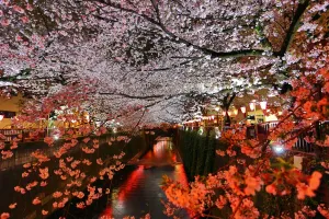 Tokyo Cherry Blossom: Illuminated cherry blossom Sakura along the Meguro River in Tokyo, Japan