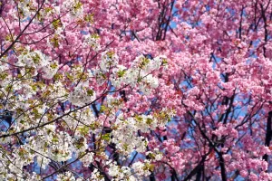 Tree: Japanese Cherry Blossom flowers, Sakura, Tokyo, Japan
