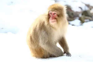 Monkeys: Japanese Macaque, Snow Monkeys at the natural springs in Jigokudani Monkey Park near Nagano