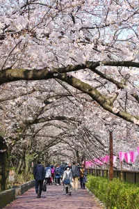 Tokyo Cherry Blossom: Japanese people enjoy Cherry Blossom Sakura in Tokyo, Japan