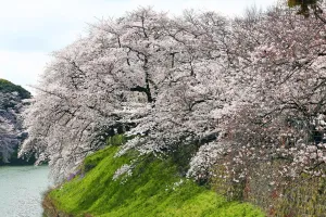 Tokyo Cherry Blossom: Japanese people enjoy the first day of full bloom Cherry Blossom in Tokyo, Japan