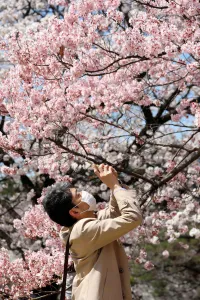 Japanese wear masks for Cherry Blossom viewing, Shinjuku Gyoen National Park, Tokyo