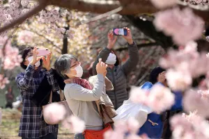 Japanese wear masks for Cherry Blossom viewing, Shinjuku Gyoen National Park, Tokyo