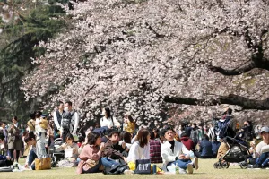 Editor's Picks: Japanese wear masks for Cherry Blossom viewing, Shinjuku Gyoen National Park, Tokyo