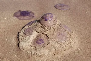 Stock Geography: Jellyfish