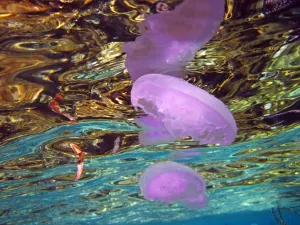 Stock Geography: Jellyfish underwater