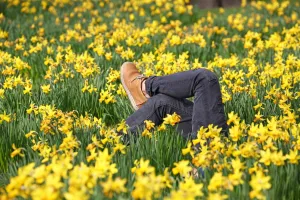 Saint: Legs amongst the Spring Daffodils in St. James Park, London