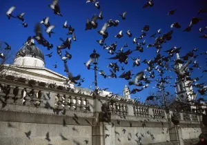 Animal Bird: London, England