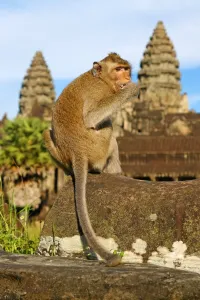Angkor 2016: Long tailed Macaque Monkey at Angkor Wat Temple in Siem Reap, Cambodia