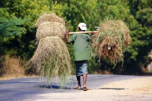 Carrying: Man carrying bales of grass along the road, Bagan, Myanmar (Burma)