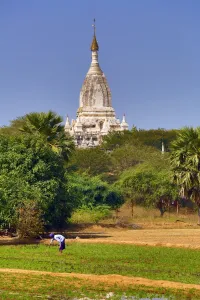 Pagan: Man working in the fields with a Pagoda Temple in the background in Myinkaba Village