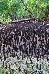 Tree: Mangrove Swamp, Carp Island, Republic of Palau, Micronesia, Pacific Ocean