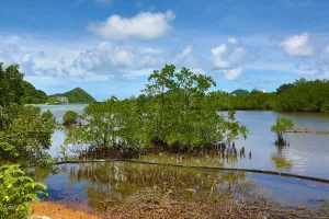 Tree: Mangrove swamp in Koror, Koror Island, Republic of Palau, Micronesia, Pacific Ocean