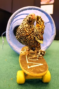 Chickens: Mercedes the skate-boarding chicken at the London Pet Show 2013