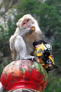 Religious: Monkey eating crisps outside the Batu Caves, a Hindu shrine in Kuala Lumpur, Malaysia