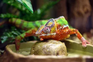 London Pet Show 2017: National Pet Show, Excel, London, UK