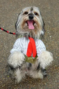 Fashion: Old Spitalfields Market Paw Pageant 2014, London