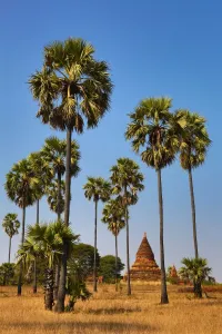 Tree: Pagodas and Palm Trees in Nuang U, Bagan, Myanmar (Burma)