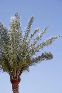 Stock Geography: Palm tree