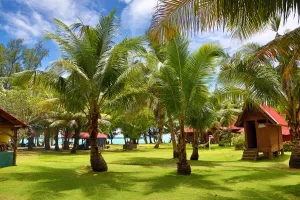 Tree: Palm trees at the Carp Island resort, Carp Island, Republic of Palau, Micronesia