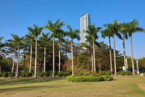Tree: Palm trees in Central Park, Kaohsiung City, Taiwan
