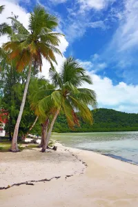 Palm trees on a tropical sandy beach, Carp Island, Republic of Palau, Micronesia