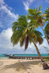 Palm trees on a tropical sandy beach, Carp Island, Republic of Palau, Micronesia