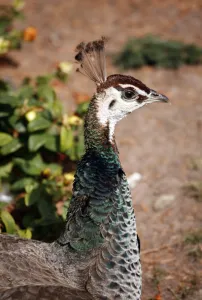 Animal Bird: Peahen