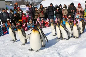 Marching: Penguin Walk at Asahiyama Zoo in Asahikawa, Japan