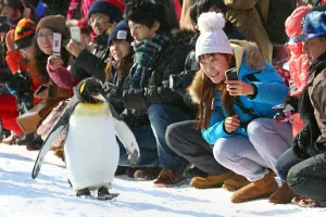 Penguin Walk at Asahiyama Zoo in Asahikawa, Japan