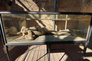 Ancient: Petrified body in the ancient Roman city of Pompeii, Italy