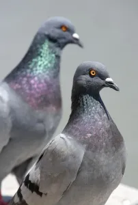 Animal Bird: Pigeons