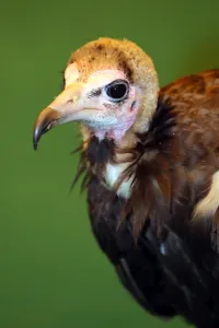 Birds: Portrait of a Hooded Vulture at the London Pet Show 2013