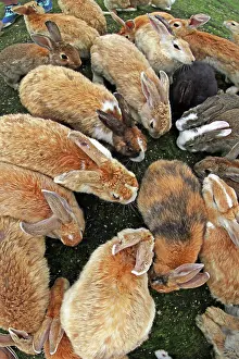 Rabbits Of Okunoshima Island: Rabbits on Okunoshima Island