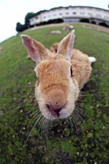 Rabbits Of Okunoshima Island: Rabbits on Okunoshima Island