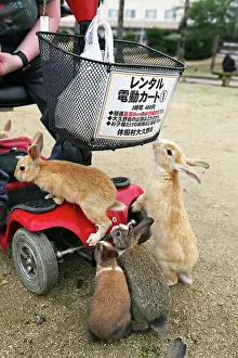 Tourist: Rabbits on Okunoshima Island