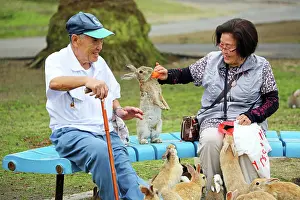 Tourist: Rabbits on Okunoshima Island