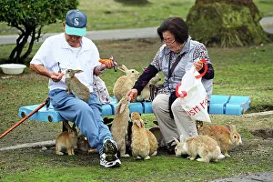 Tourist: Rabbits on Okunoshima Island