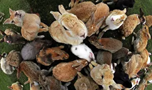 Rabbits Of Okunoshima Island: Rabbits on Okunoshima Island