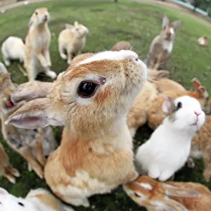 Rabbits Of Okunoshima Island: Rabbits on Okunoshima Island