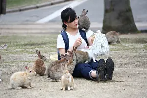Tourist: Rabbits on Okunoshima Island