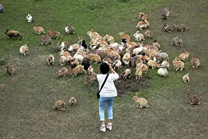 Tourist: Rabbits on Okunoshima Island