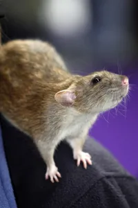Animal Pets Animals: Rat at the London Pet Show 2011