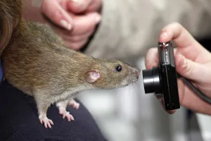 Weird And Wonderful: Rat at the London Pet Show 2011