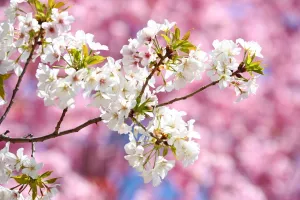 Tree: Sakura, the Japanese Cherry Blossom in Tokyo, Japan