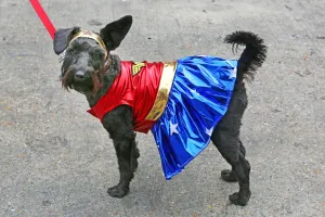 Sci-Fido cosplay dog show at Sci-Fi London film festival