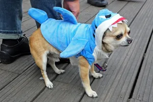 Sci-Fido cosplay dog show at Sci-Fi London film festival
