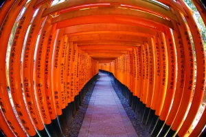 Senbon Torii, tunnels of red torii gates, at Fushimi Inari Shinto shrine in Kyoto, Japan